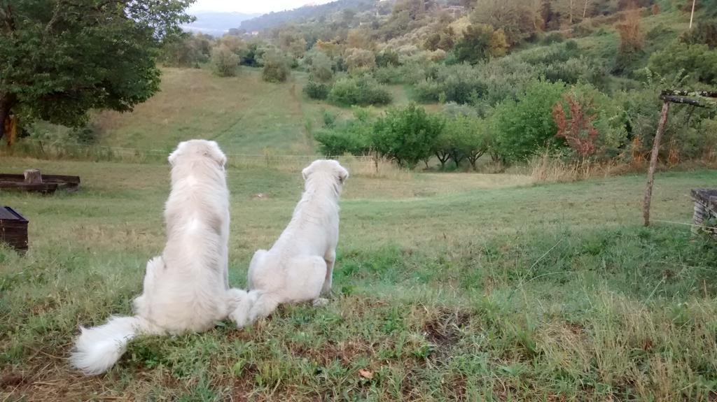Agriturismo Monterone Ponzano Romano Ngoại thất bức ảnh